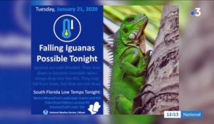 États-Unis : à cause du froid, il pleut des iguanes