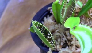 L'heure du repas pour cette plante carnivore nourrie avec des insectes - Venus Fly Trap