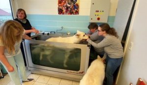 Pietra Strieder et Colette Gutbrod ont ouvert leur cabinet de physiothérapie pour animaux à Forbach