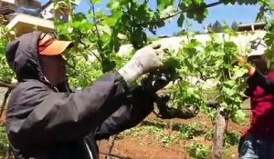 La viticulture mondiale menacée par le réchauffement climatique