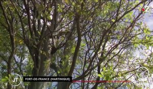 Martinique : les iguanes rayés prennent l’île d’assaut