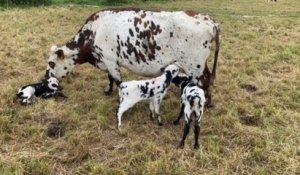 Une vache a donné naissance à des triplés, une première depuis 37 ans pour ces agriculteurs de la Manche