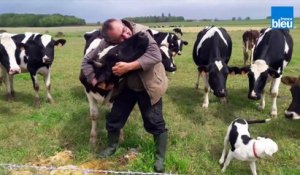 Le SOS d'un éleveur de l'Indre : il se bat pour sauver ses vaches