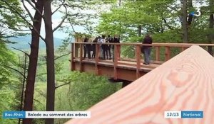 Bas-Rhin : promenade au sommet des arbres sur le chemin des cimes