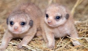 Au zoo de Miami, naissance de deux bébés suricates