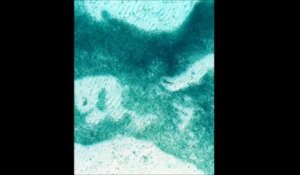 Des requins chassent dans un banc de sardines aux Maldives : images aériennes magnifiques