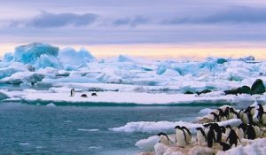 Une température record de plus de 20°C enregistrée dans l'Antarctique, « quelque chose de différent se passe »