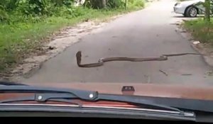 Un énorme cobra bloque la route. Laissons-le passer