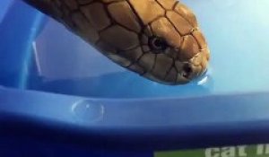 Ce serpent a vraiment très soif