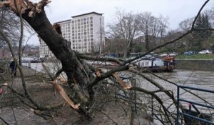 Un second arbre s'effondre sur le halage du bord de Sambre à Namur