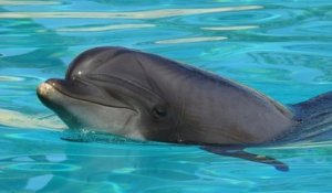Lotty, la doyenne des dauphins du Marineland d'Antibes, succombe à une infection