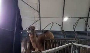 Les chameaux et dromadaires de Feignies prêts à partir pour le salon de l'agriculture