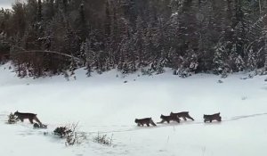 Impressionnant : quand tu croises une famille de lynx sur la route