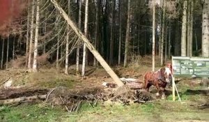 Débardage :  des chevaux contre les scolytes