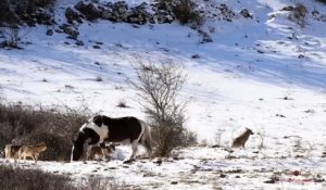 Entouré de loups, ce cheval se roule dans la neige tranquillement