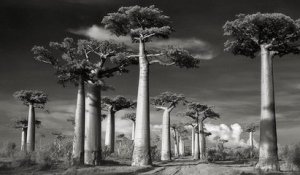 Elle fait le tour du monde et photographie les plus vieux arbres de la planète