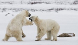 Russie : le phénomène des ours blancs qui s'entre-dévorent à cause de la faim inquiète les scientifiques