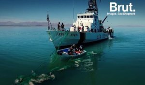 Une baleine piégée dans un filet, symbole d'une biodiversité en péril