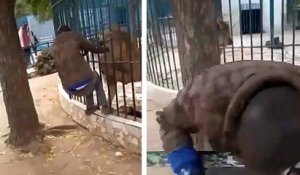 Un lion mord la main d'un employé