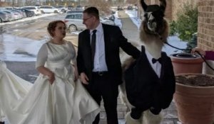Comme il l'avait promis, il vient au mariage de sa soeur avec un lama en smoking