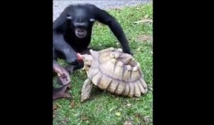 Ce singe adorable partage son repas avec une tortue
