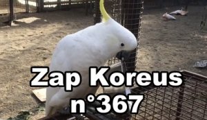 Zap Koreus n°367
