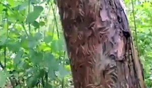 L'incroyable technique de défense de ces chenilles qui recouvrent ce tronc d'arbre