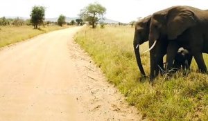 Ce bébé éléphant a peur de traverser la route