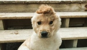 Voici Rae, la chienne qui ressemble à une licorne avec son oreille sur la tête