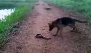 Ce chien veut croquer une anguille... électrique