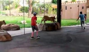 Il joue à cache-cache avec des lions au zoo