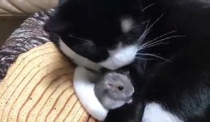 Ce chat fait un gros calin à un petit rongeur