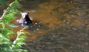 Un ours s'incruste dans un bassin de pisciculture : pêche miraculeuse