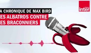 Les albatros contre les braconniers - La chronique de Max Bird