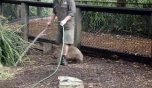 Au Zoo ce Wombat veut jouer avec le gardien !