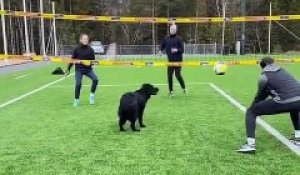 Un chien joue au volley