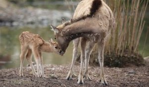Evénement au parc animalier de Pairi Daiza, un petit cerf d'une espèce éteinte dans la nature est né