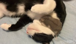 Une amitié plutôt incroyable entre un chat et une souris
