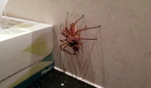 Il filme une araignée capturer un énorme cafard... terrifiant