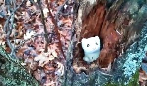 Une hermine blanche adorable joue à cache-cache