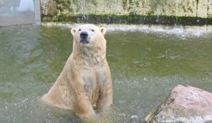 Covid-19 : un zoo allemand prévoit de tuer ses animaux pour en nourrir d'autres