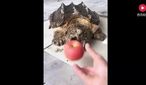 Cette tortue a une mâchoire surpuissante : tortue serpentine