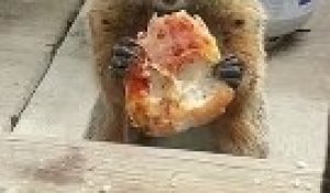 Une marmotte nargue des chiens avec sa pizza