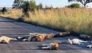 En Afrique du Sud, des lions profitent de la fermeture de leur parc pour faire la sieste sur la route