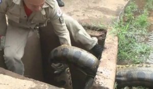 Ils découvrent un énorme anaconda dans une bouche d'égout