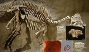 L'ADN d'un dinosaure prélevé pour la première fois aux États-Unis