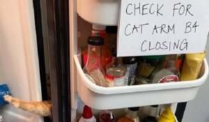 « Vérifiez la patte du chat avant de fermer » : le panneau original affiché dans le frigo des propriétaires d'un chat malin