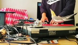 Ce DJ mixe avec son perroquet sur les platines