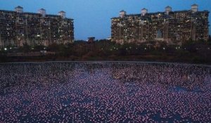 Inde : une nuée de flamants roses a pris d'assaut la ville de Mumbai