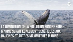 Covid-19 : la baisse du trafic maritime réduit largement la pollution sonore sous-marine